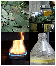 eucalyptus-hydrosol-essential-oil