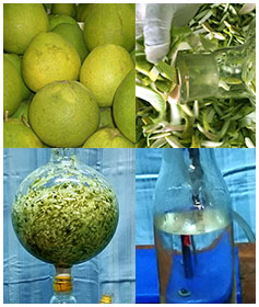grapefruit-hydrosol-essential-oil