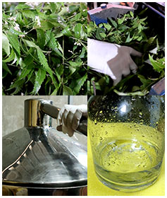 neem-leaf-hydrosol-essential-oil